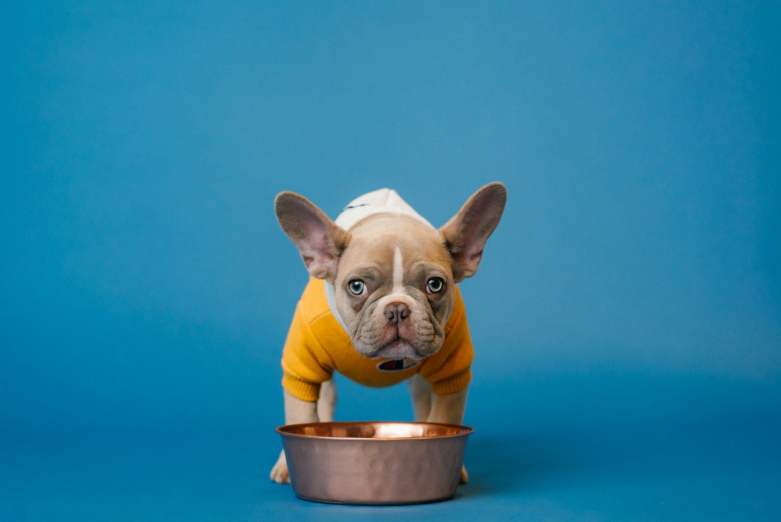 A french bulldog puppy stands by a food bowl.